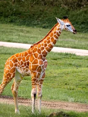Жираф карлик