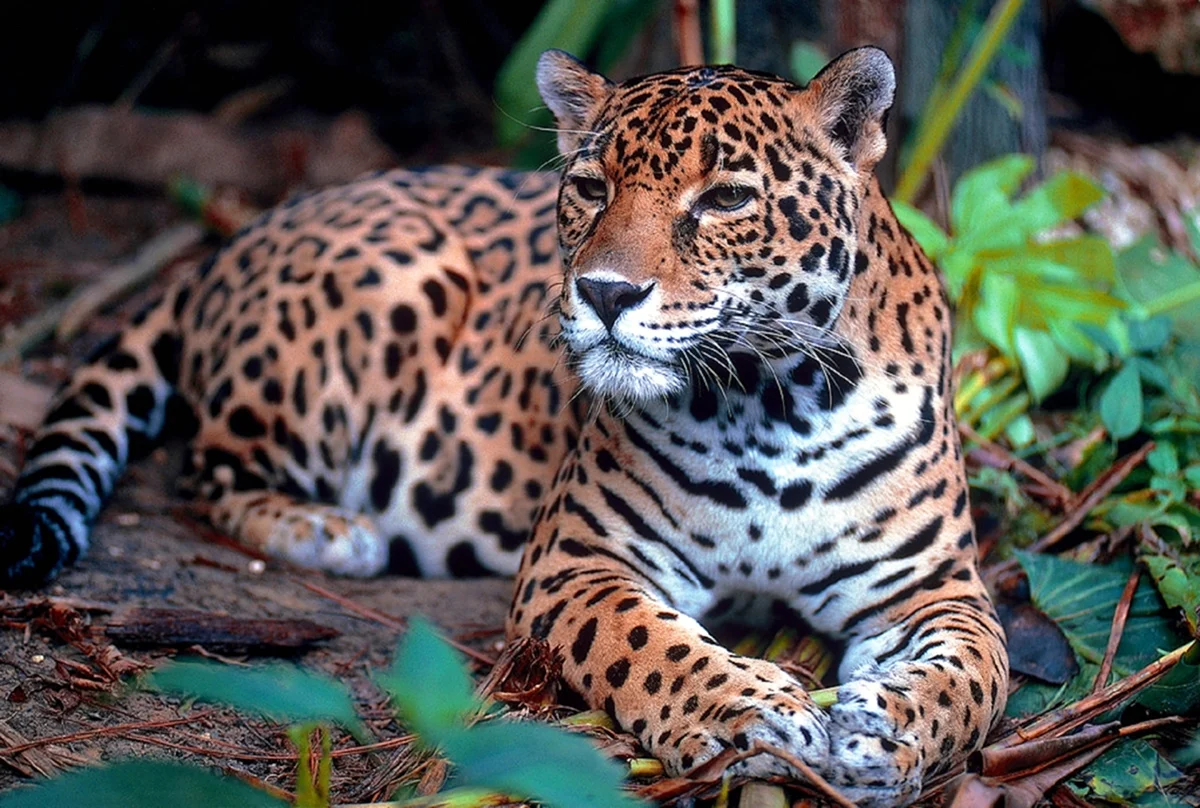 Животные Южной Америки Ягуар