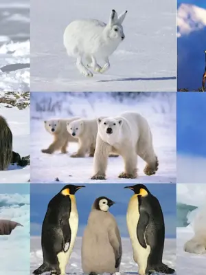 Животный мир арктических и антарктических пустынь