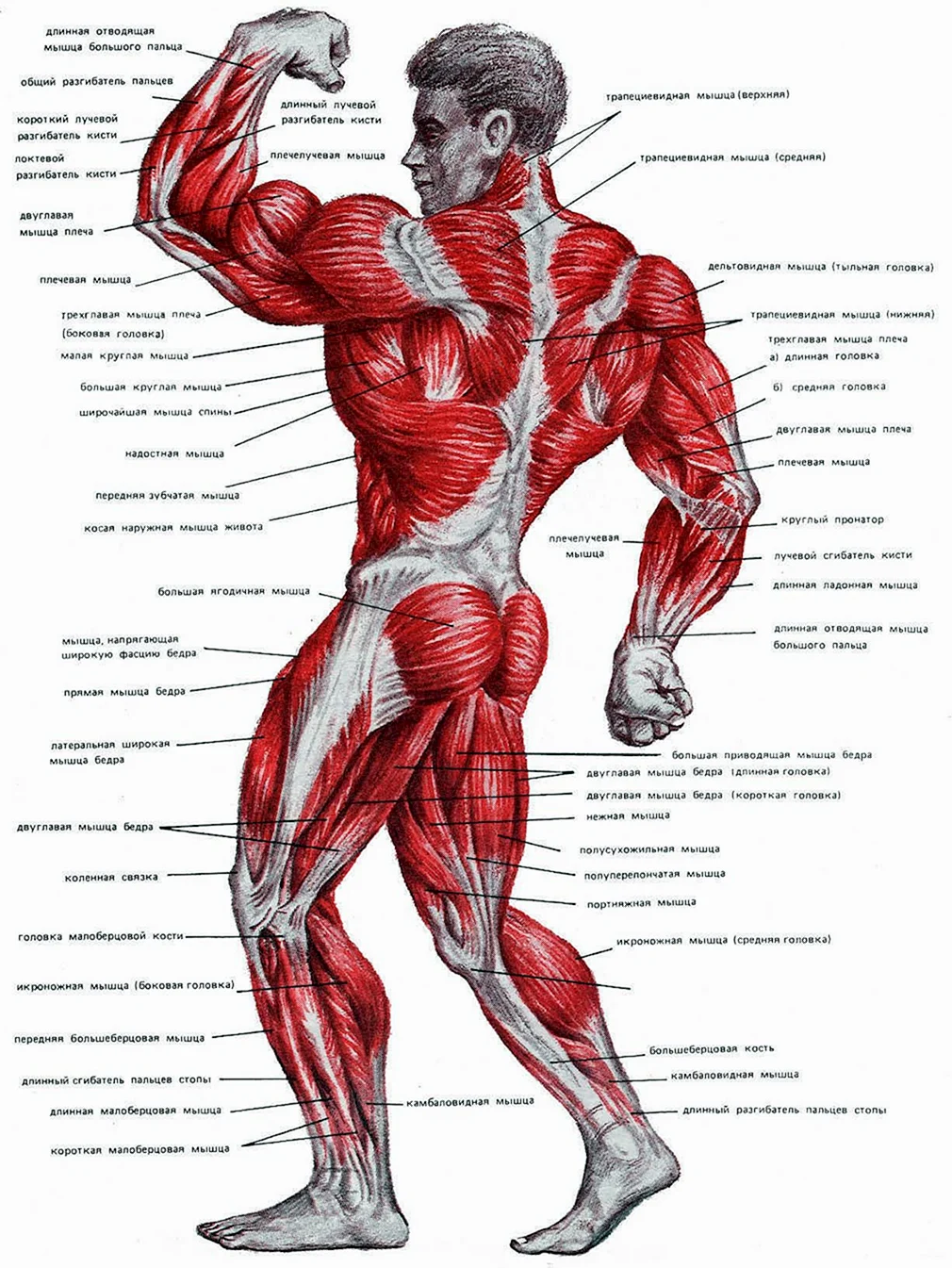 Какая мышца самая крупная в теле человека. Строение человека мышцы анатомия. Анатомия мышечной структуры человека. Строение мышц человека схема. Мышечное строение человека с названиями мышц.