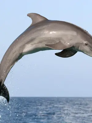 Атлантический горбатый Дельфин