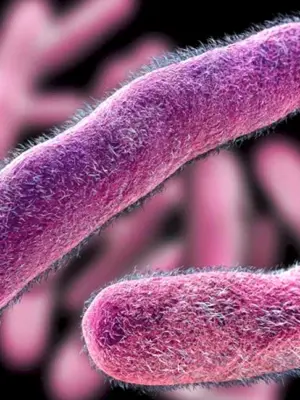 Бактерии рода шигелла