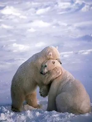 Белые медведи обнимаются