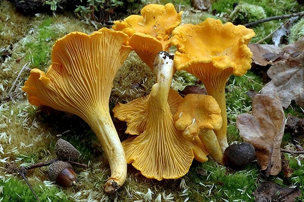 Лисички съедобные фото. Лисичка желтая (Cantharellus cibarius). Лисичка Крымская гриб. Лисичка гриб мякоть. Ложная Лисичка гриб.