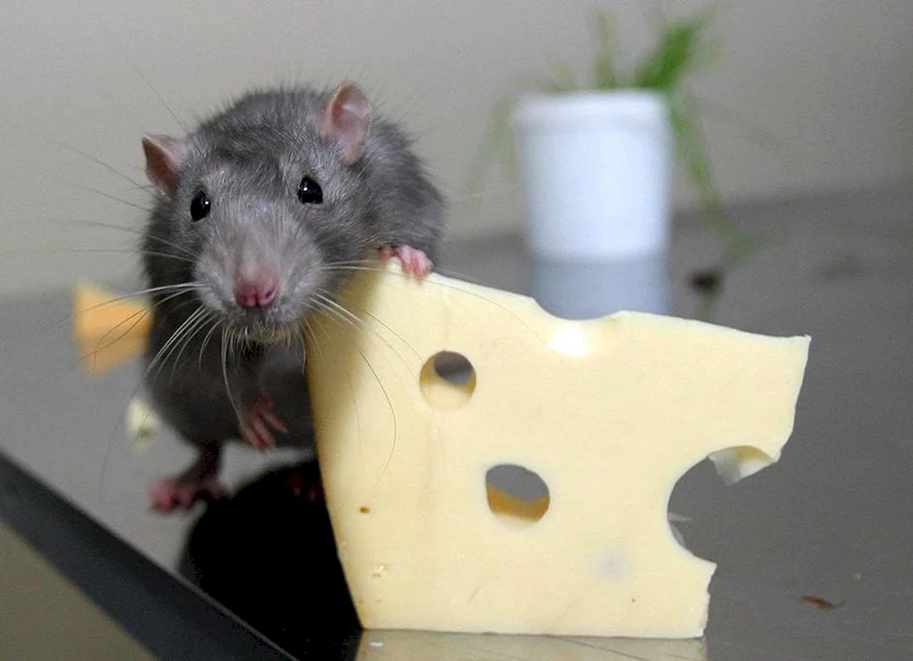 Домашние мыши и крысы