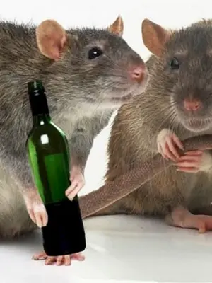 Две крысы