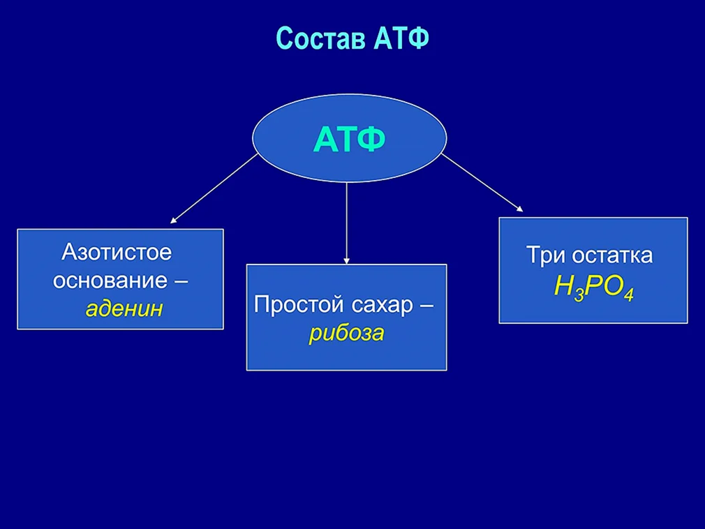 Основные компоненты атф. Функции молекулы АТФ. Химический состав АТФ. Хим структура АТФ. Химическое строение АТФ.