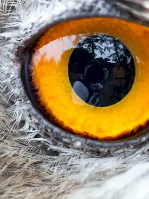 Глаза Совы