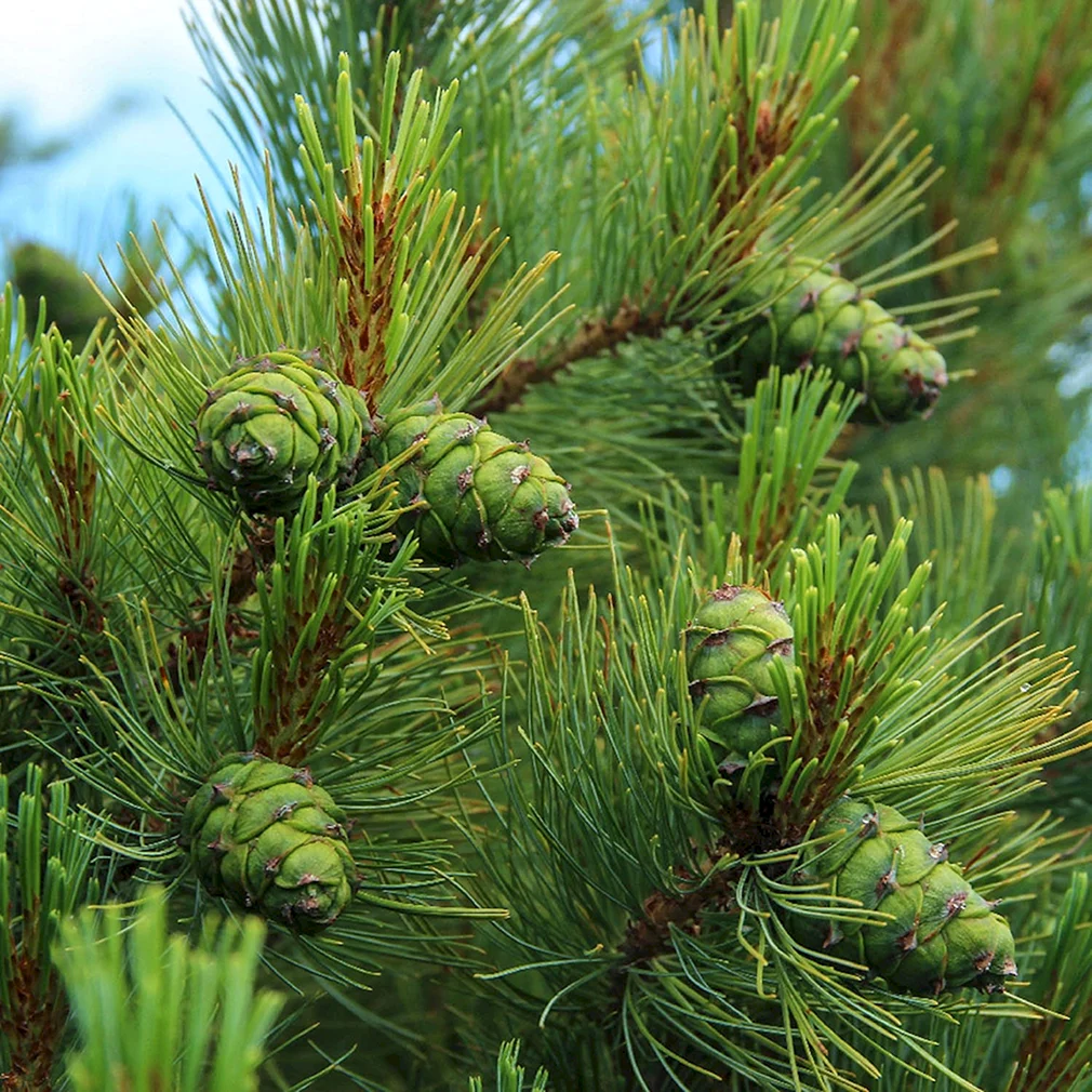 Сосна Кедровый стланик. Кедр Сибирский сосна Сибирская Pinus sibirica. Сосна́ Сиби́рская Кедро́вая (Pínus sibírica). Кедровый стланик Байкал.