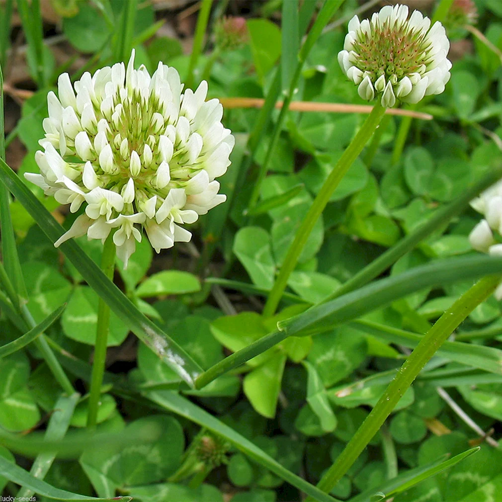 Клевер ползучий (Trifolium repens). Клевер белый ползучий. Клевер белый Trifolium repens. Газон Клевер белый ползучий.