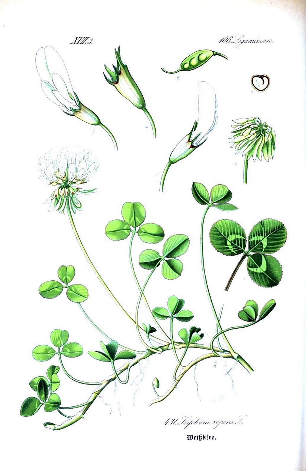 Клевер ползучий (Trifolium repens). Клевер ползучий гербарий. Клевер белый ползучий. Клевер Луговой гербарий.