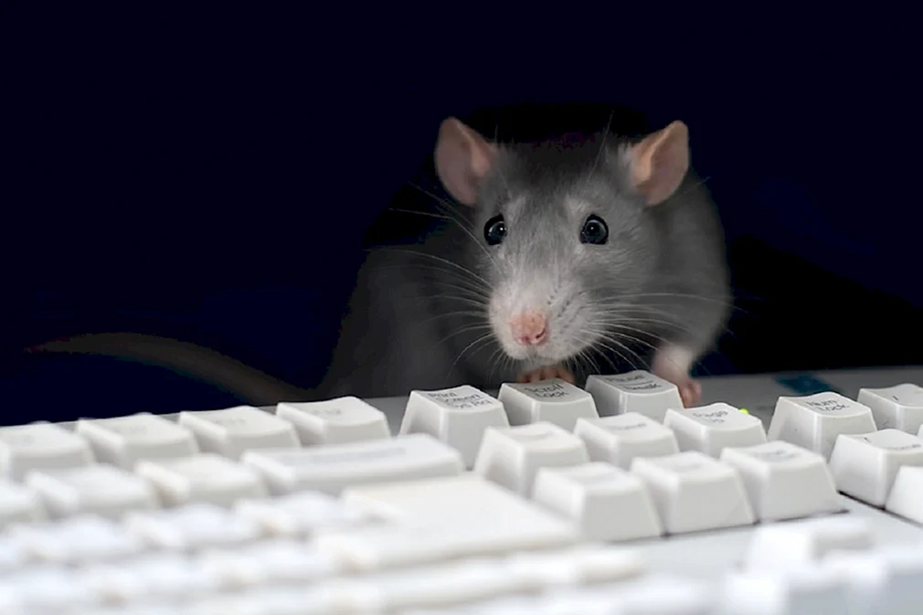 Компьютерная крыса