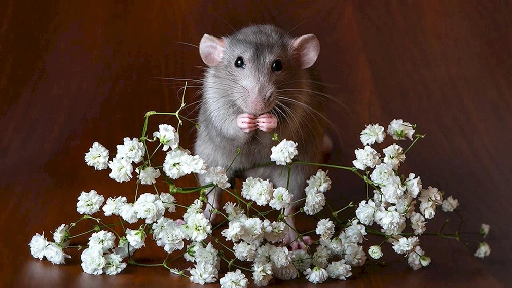 Крыса Дамбо с цветами