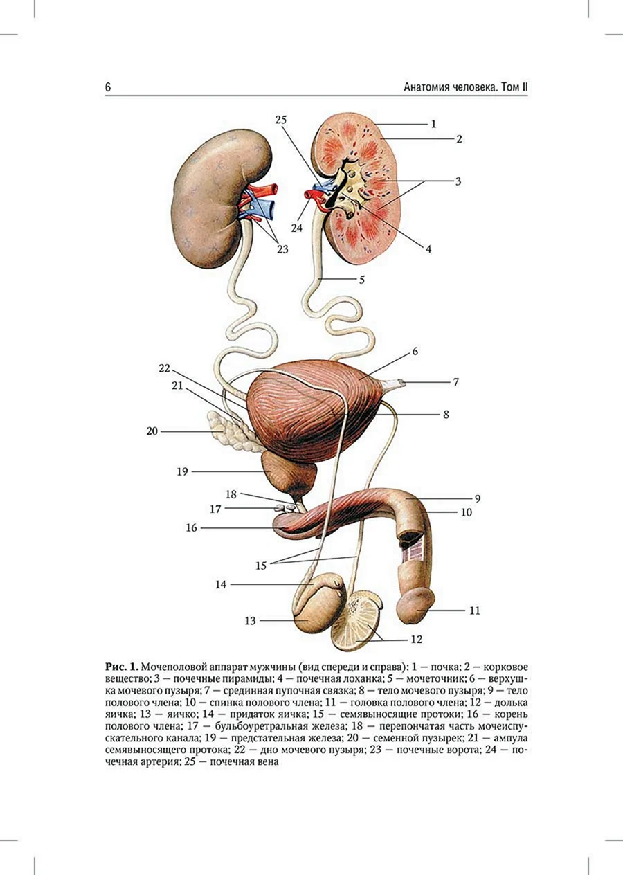 Половая система мужчины анатомия. Анатомия мочеполовой системы Гайворонский. Сапин атлас Мочеполовая система. Строение мочеполовой системы мужчины анатомия. Сапин Мочеполовая система анатомия человека.