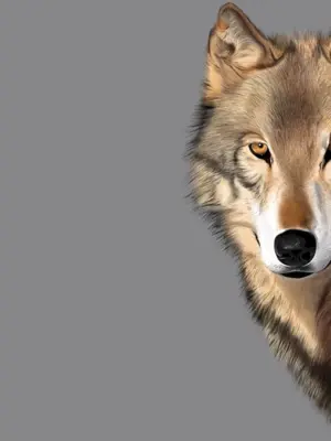 Морда волка