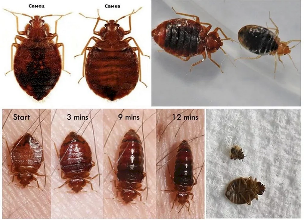 Какого размера постельный клоп. Постельный клоп (Cimex lectularius). Хитиновый панцирь клопа.