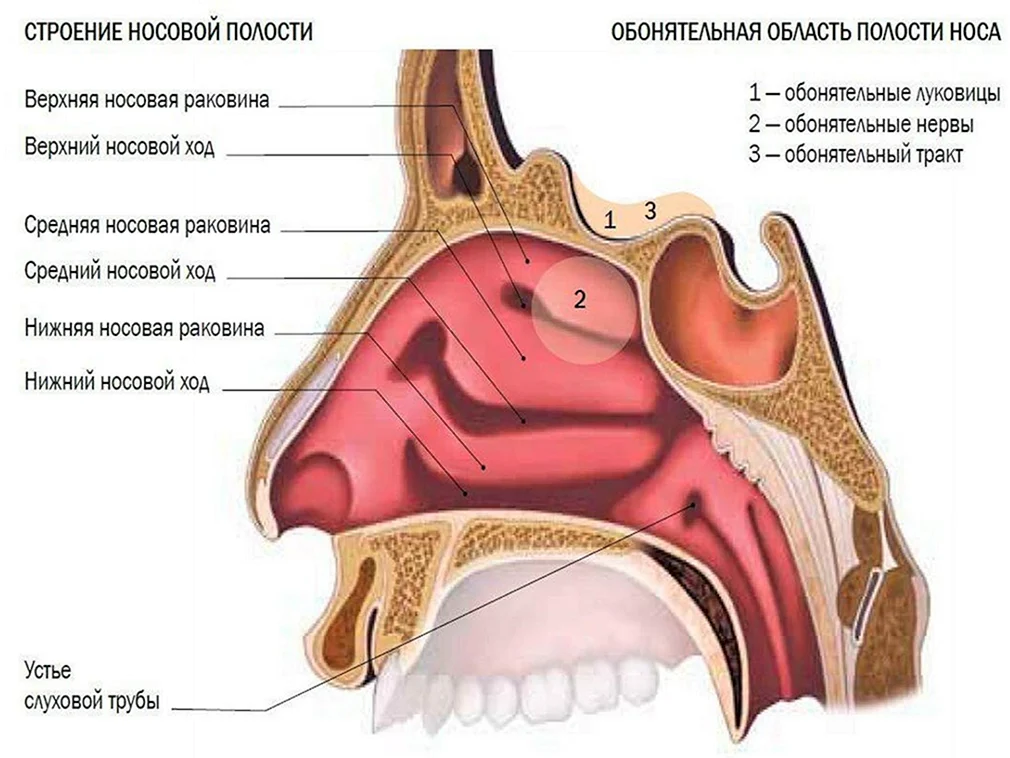 Нижняя верхняя носовая раковина. Нос и полость носа анатомия. Носовая полость строение анатомия. Носовые пазухи строение анатомия. Раковины и ходы носовые носовые анатомия.