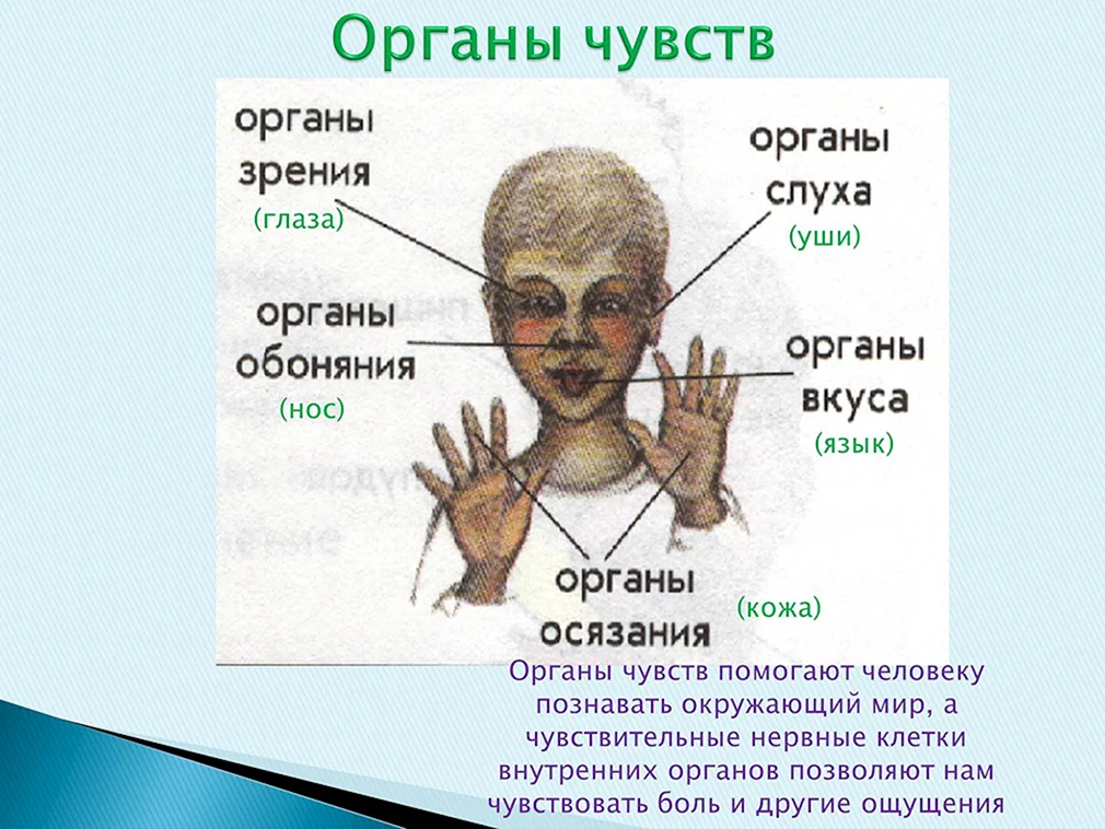 Пять основных органов чувств у человека. Органы чувств человека. Какие органы чувств есть у человека. Название органов чувств человека. Человек и органы чувств человека.