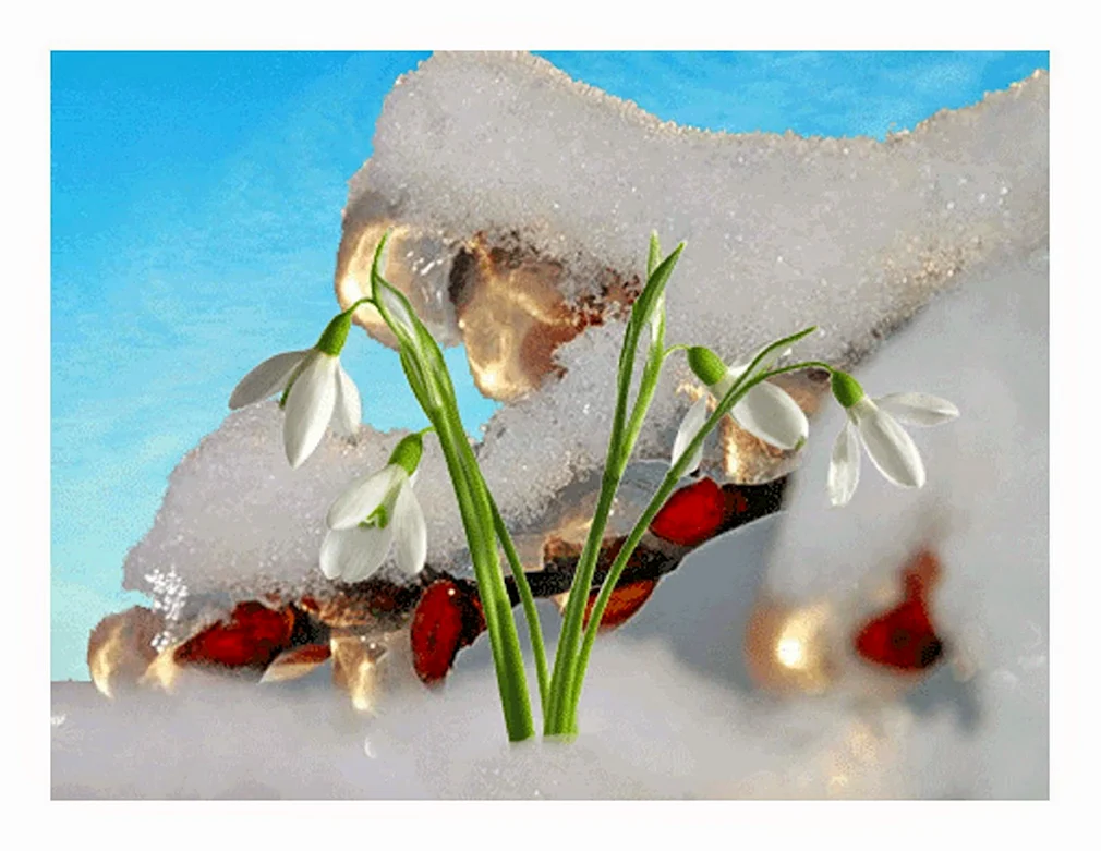 Открытки цветы на снегу