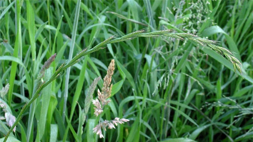 Пырей ползучий. Пырей трава. Трава пырей ползучий. Пырей ползучий Agropyron repens.