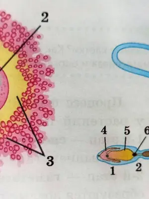 Рисунок половых клеток