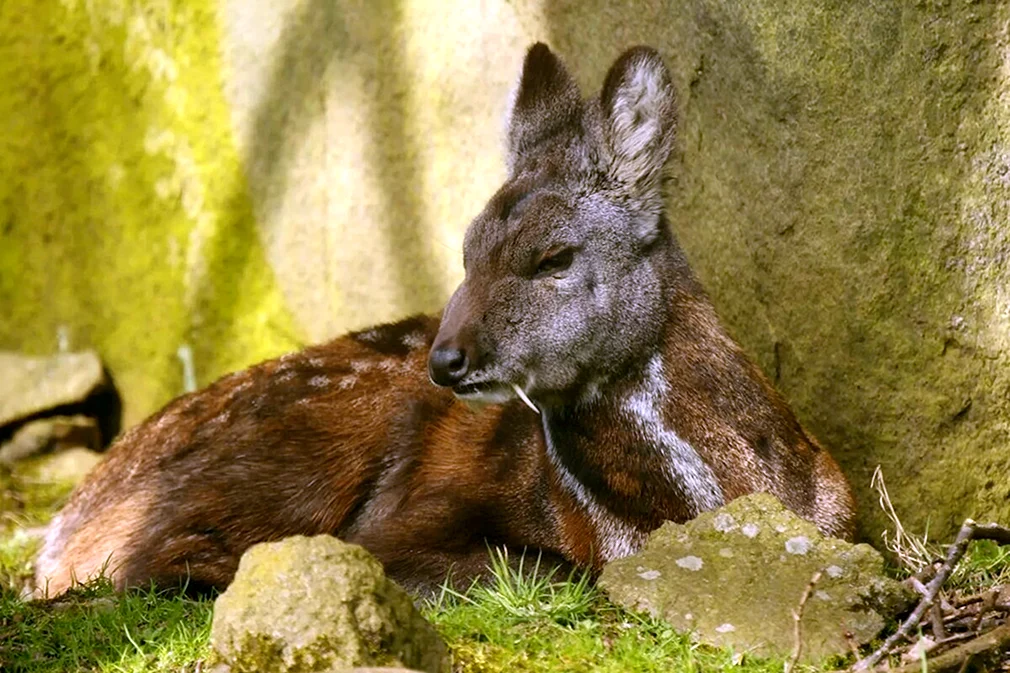 Сахалинская кабарга. Сибирская кабарга. Сахалинская кабарга Moschus moschiferus sachalinensis. Саблезубый олень кабарга.