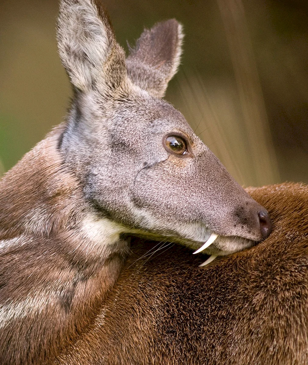 Виды кабарги. Сахалинская кабарга Moschus moschiferus sachalinensis. Сибирская кабарга. Кабарга Байкальская. Мунтжаки кабарга.