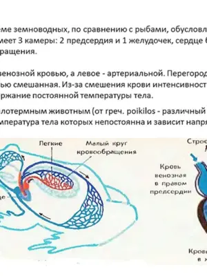 Система кровообращения земноводных
