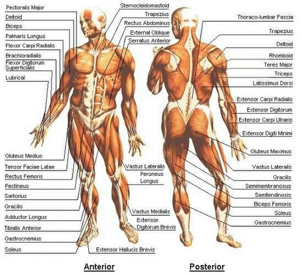 Крупнейшие мышцы тела. Строение мышечного скелета человека. Мышечная система человека строение мышц. Мышечная система человека схема. Строение человека мышцы анатомия мужчины.