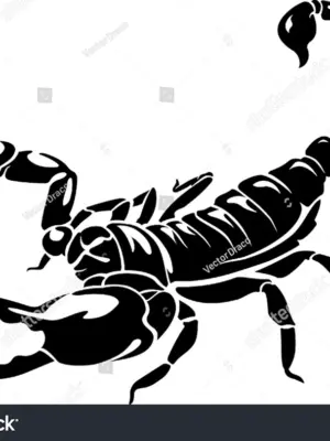 Скорпион черно белый