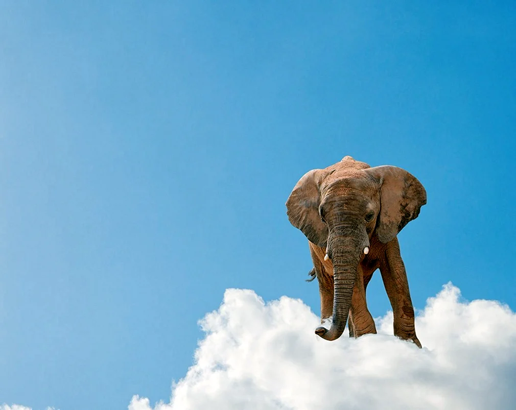Слон в небе