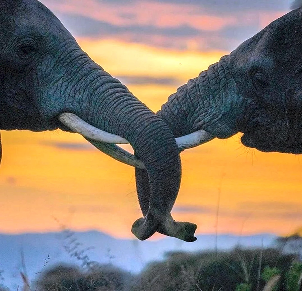 Слоны удивительные животные