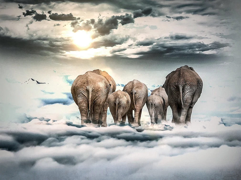 Слоны в облаках