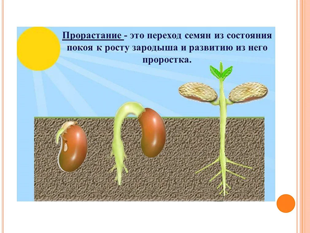 Фасоль рост. Стадии прорастания семян фасоли. Этапы прорастания семян фасоли. Проращивание семян фасоли этапы. Семена фасоли прорастание семян.