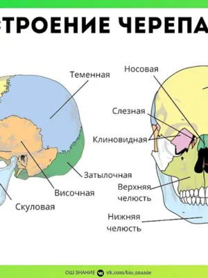 Строение костей черепа анатомия костей