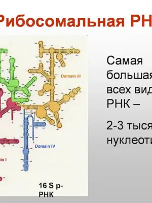 Структура р РНК