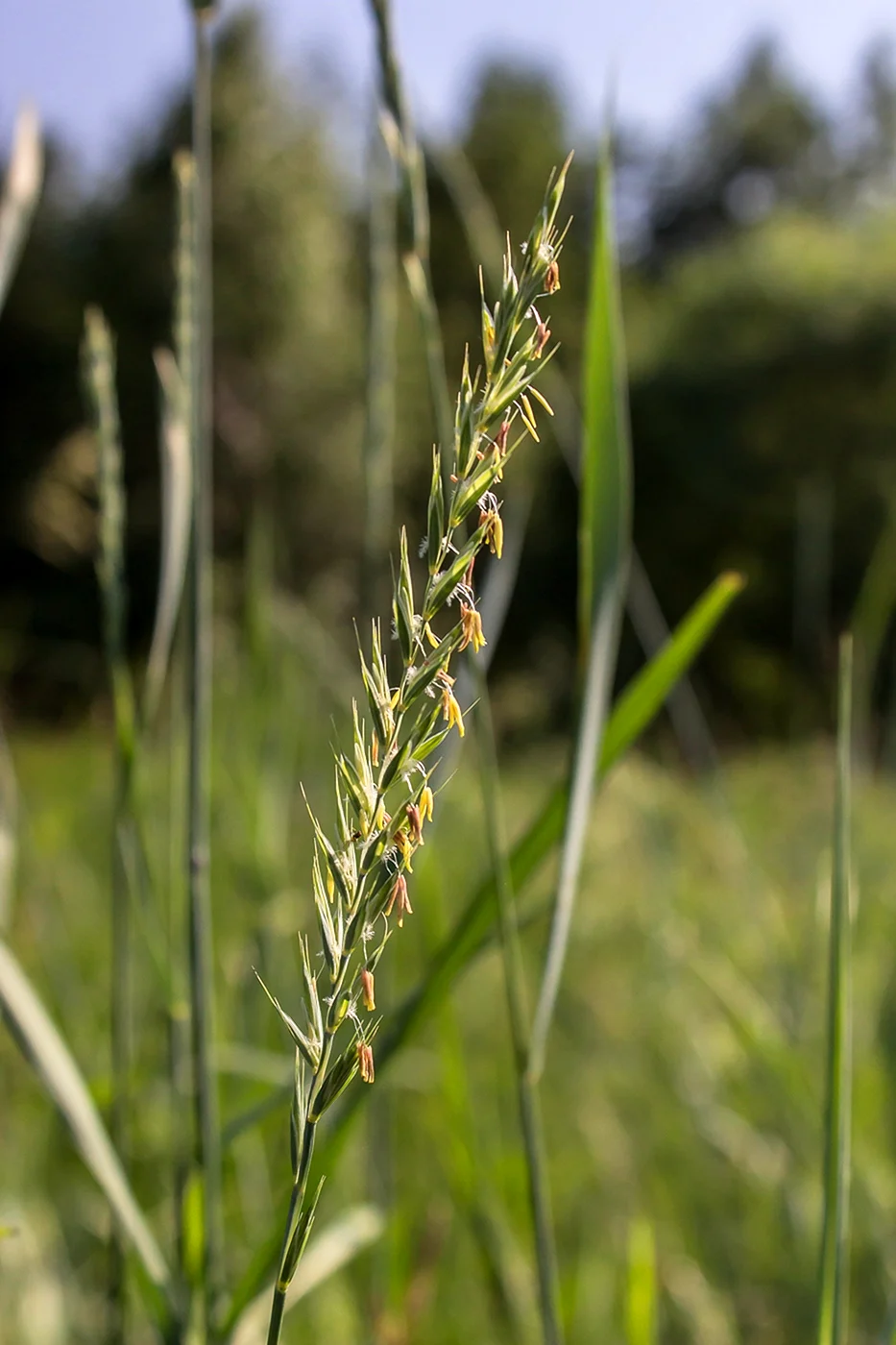 Трава пырей ползучий. Пырей ковылелистный. Пырей ползучий (Elytrigia repens l.). Пырей ползучий Agropyron repens.