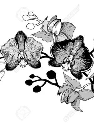 Цветок орхидеи черно белый эскиз