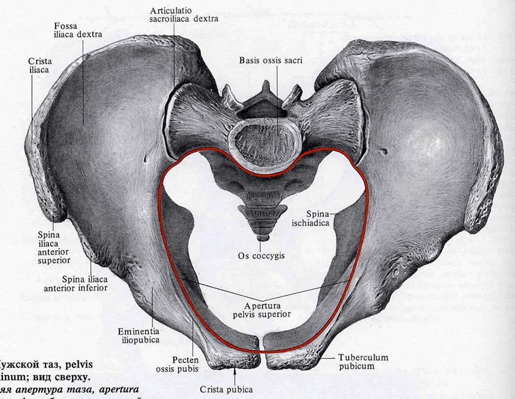Область нижнего таза. Большой таз и малый таз анатомия. Пограничная линия таза анатомия. Элементы пограничной линии разделяющей большой и малый таз. Пограничная линия малого таза.