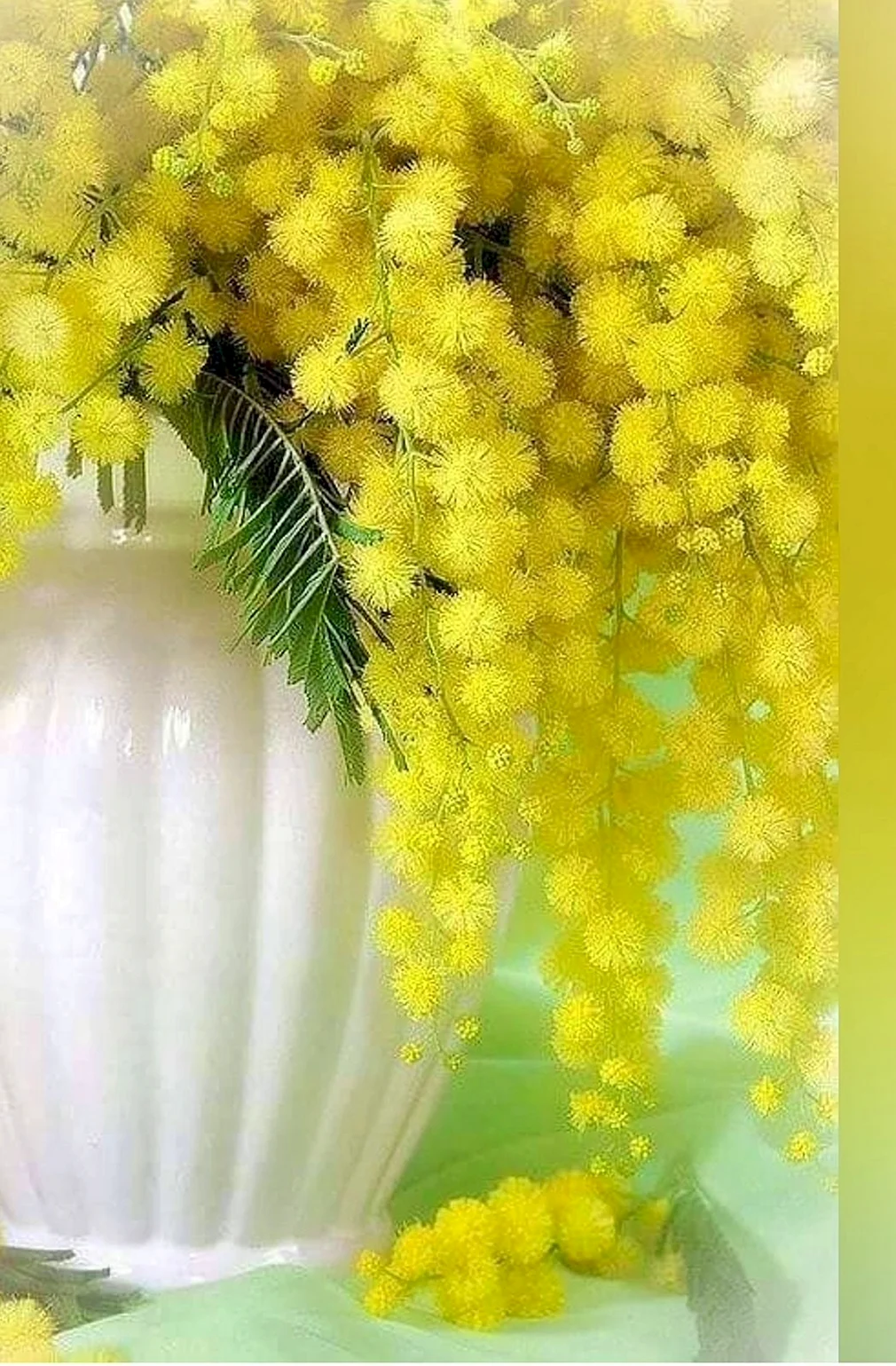 Весенние цветы Мимоза