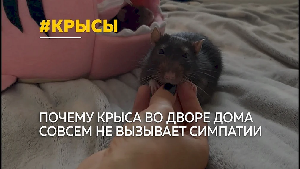 Всемирный день крысы
