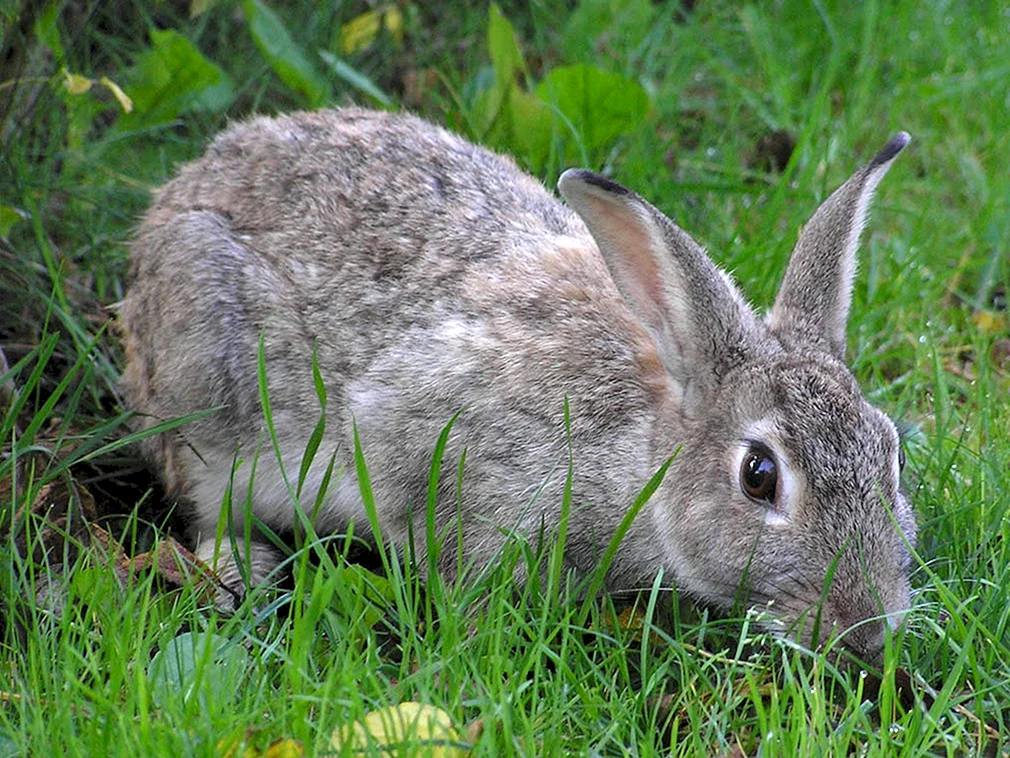 Rabbit is grey