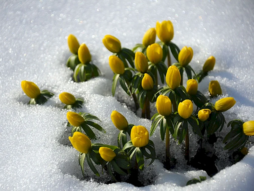 Желтые цветы из-под снега