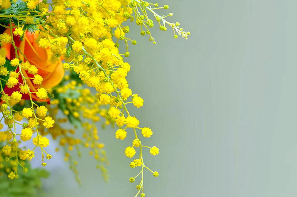 Желтые цветы Мимоза цветы