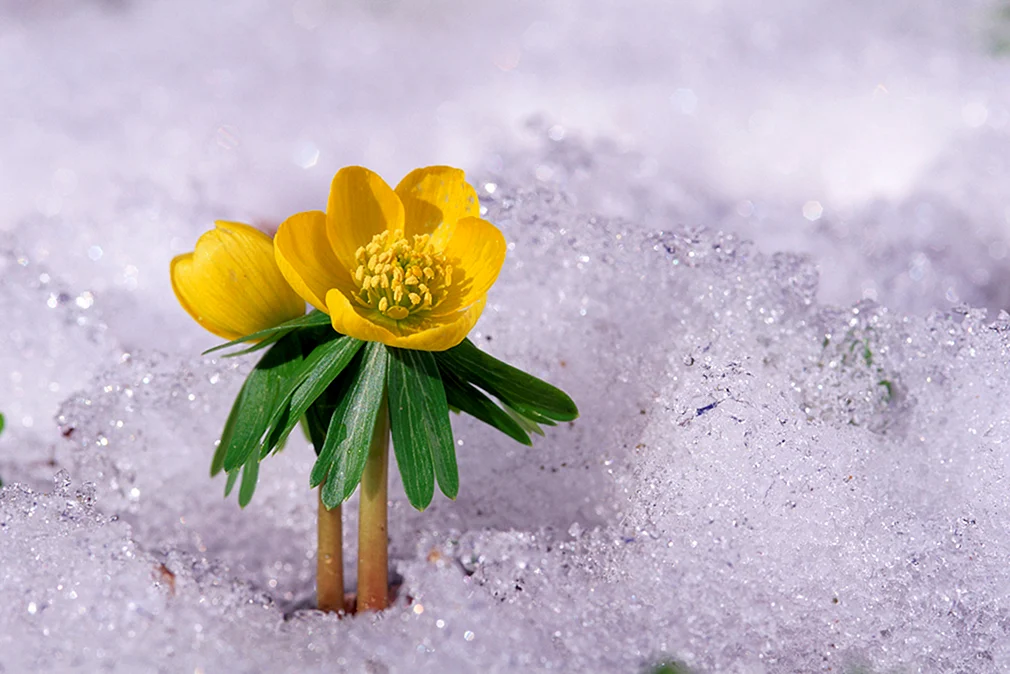 Желтые цветы зимой