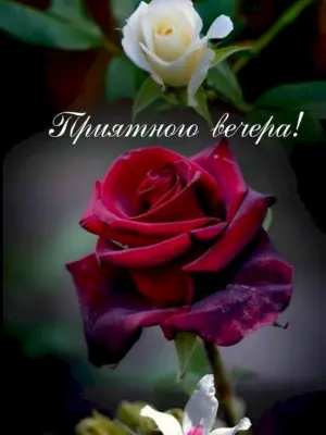 Добрый вечер с розами и пожеланиями