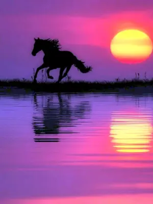 Конь на закате