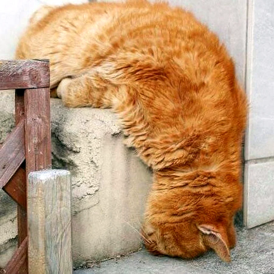 Рыжий кот устал