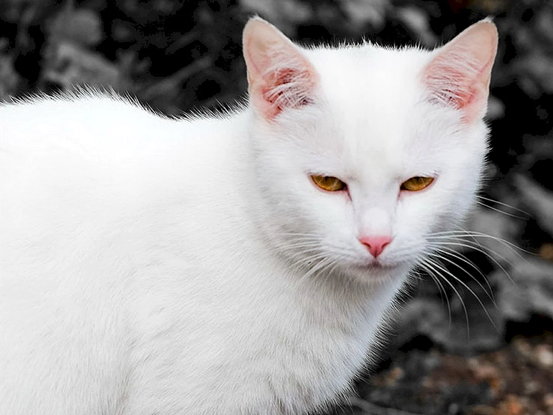Ангорская кошка альбинос