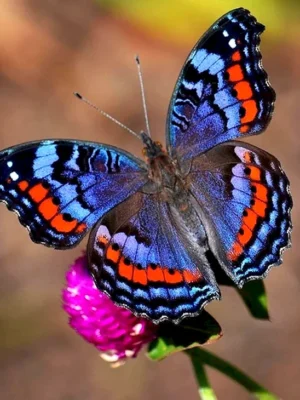 Бабочка Баттерфляй